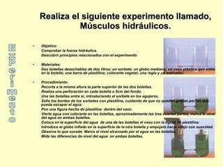 Realiza el siguiente experimento llamado, Músculos hidráulicos. Objetivo: Comprobar la fuerza hidráulica. Descubrir principios relacionados con el experimento.  Materiales:  Dos botellas desechables de dos litros; un sorbete; un globo mediano; un vaso plástico que entre en la botella; una barra de plastilina; colorante vegetal; una regla y un marcador.  Procedimiento:  Recorta a la misma altura la parte superior de las dos botellas.  Realiza una perforación en cada botella a 5cm del fondo. Une las botellas entre sí, introduciendo el sorbete en los agujeros.  Sella los bordes de los sorbetes con plastilina, cuidando de que no queden grietas por las que pueda escapar el agua.  Pon una figura hecha de plastilina  dentro del vaso. Vierte agua con colorante en las botellas, aproximadamente las tres cuartas partes, marca el nivel del agua en ambas botellas.  Coloca en la superficie del agua  de una de las botellas el vaso con la figura de plastilina.  Introduce el globo inflado en la superficie de la otra botella y empújalo hacia abajo con suavidad. Observa lo que sucede. Marca el nivel alcanzado por el agua en las botellas.  Mide las diferencias de nivel del agua  en ambas botellas.  Experimento 