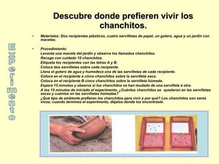 Descubre donde prefieren vivir los chanchitos. Materiales: Dos recipientes plásticos, cuatro servilletas de papel, un gotero, agua y un jardín con macetas.  Procedimiento:  Levanta una maceta del jardín y observa los llamados chanchitos.  Recoge con cuidado 10 chanchitos. Etiqueta los recipientes con las letras A y B.  Coloca dos servilletas sobre cada recipiente. Llena el gotero de agua y humedece una de las servilletas de cada recipiente. Coloca en el recipiente a cinco chanchitos sobre la servilleta seca.  Coloca en el recipiente B cinco chanchitos sobre la servilleta húmeda. Espera 15 minutos y observa si los chanchitos se han mudado de una servilleta a otra.  A los 15 minutos de iniciado el experimento, ¿Cuántos chanchitos se  quedaron en las servilletas secas y cuántos en las servilletas húmedas? ¿Qué tipo de ambiente prefieren los chanchitos para vivir y por qué? Los chanchitos son seres vivos; cuando termines el experimento, déjalos donde los encontraste. Experimento 