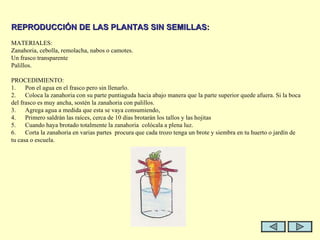   REPRODUCCIÓN DE LAS PLANTAS SIN SEMILLAS:   MATERIALES: Zanahoria, cebolla, remolacha, nabos o camotes. Un frasco transparente Palillos.   PROCEDIMIENTO: 1.      Pon el agua en el frasco pero sin llenarlo.  2.      Coloca la zanahoria con su parte puntiaguda hacia abajo manera que la parte superior quede afuera. Si la boca del frasco es muy ancha, sostén la zanahoria con palillos. 3.      Agrega agua a medida que esta se vaya consumiendo, 4.      Primero saldrán las raíces, cerca de 10 días brotarán los tallos y las hojitas  5.      Cuando haya brotado totalmente la zanahoria  colócala a plena luz. 6.      Corta la zanahoria en varias partes  procura que cada trozo tenga un brote y siembra en tu huerto o jardín de tu casa o escuela. 