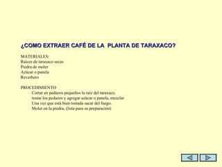   ¿COMO EXTRAER CAFÉ DE LA  PLANTA DE TARAXACO?   MATERIALES: Raíces de taraxaco secas Piedra de moler Azúcar o panela Reverbero   PROCEDIMIENTO Cortar en pedazos pequeños la raíz del taraxaco. tostar los pedazos y agregar azúcar o panela, mezclar Una vez que está bien tostada sacar del fuego. Moler en la piedra, (lista para su preparación) 