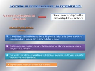 Se encuentra en el epicondilus
medialis (epitróclea) del brazo

 El movimiento ideal del brazo facial es el de apoyar el codo y el de apoyar a la cintura
escapular sobre el humero con el cierre radial de la mano
 En el momento de colocar el brazo en la posición de partida, el brazo descarga ya su
apoyo sobre la epitróclea
 Esta acción esta además reforzada por la distensión producida en el tríceps braquial al
colocar hacia adelante el brazo
 la presión era en sentido craneal-dorsal-medial.

 