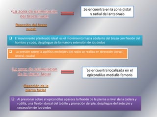 Se encuentra en la zona distal
y radial del antebrazo

 El movimiento planteado ideal es el movimiento hacia adelante del brazo con flexión del
hombro y codo, despliegue de la mano y extensión de los dedos


La presión sobre la apófisis estiloides del radio se realiza en dirección dorsallateral- caudal

Se encuentra localizada en el
epicondilus medialis femoris

 Al presionar sobre el epicondilus aparece la flexión de la pierna a nivel de la cadera y
rodilla, una flexión dorsal del tobillo y pronación del pie, despliegue del ante pie y
separación de los dedos

 