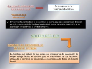 Se encuentra en la
tuberosidad calcáneo

 El movimiento planteado de la extensión de la pierna. La presión se realiza en dirección
ventral- craneal- medial sobre la cabeza femoral, que se encuentra antetorsión, y se
desliza con ello dentro de la cavidad cotiloidea.

La hipótesis del trabajo de que existe un mecanismo de locomoción de
origen reflejo facilito el camino para el tratamiento de los lactantes,
utilizando el complejo de coordinación desencadenado desde el decúbito
lateral.

 