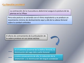 La contracción de la musculatura abdominal asegura la postura de las
piernas en la 1ºfase
Pero esta postura va variando con el ritmo respiratorio y se produce un
movimiento mínimo de deslizamiento aquí y allá de la cabeza femoral
sobre la cavidad cotiloidea

El efecto de centramiento de la articulación de
la cadera produce en sus zonas vecinas

en el extremo proximal de la diáfisis femoral, la
disminución del vago delo cuello femoral
y como consecuencia de ello, la reducción de la
antetorsión y la disminución del ángulo acetabular

 
