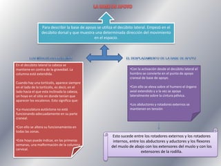 Para describir la base de apoyo se utiliza el decúbito lateral. Empezó en el
decúbito dorsal y que muestra una determinada dirección del movimiento
en el espacio.

En el decúbito lateral la cabeza se
mantiene en contra de la gravedad. La
columna está extendida.
Cuando hay una tortícolis, aparece siempre
en el lado de la tortícolis, es decir, en el
lado hacia el que esta inclinada la cabeza,
un hoyo en el sitio en donde tenían que
aparecer los escalenos. Esto significa que:
•La musculatura autóctona no está
funcionando adecuadamente en su parte
craneal.

•Con la activación desde el decúbito lateral el
hombro se convierte en el punto de apoyo
craneal de base de apoyo.
•Con ello se eleva sobre el humero el órgano
axial extendido y a la vez se apoya
lateralmente sobre la cintura pélvica.
•Los abductores y rotadores externos se
mantienen en tensión

•Con ello se altera su funcionamiento en
todas las zonas.
•Este hoyo puede indicar, en las primeras
semanas, una malformación de la columna
cervical.

Esto sucede entre los rotadores externos y los rotadores
internos, entre los abductores y aductores y los flexores
del muslo de abajo con los extensores del muslo y con los
extensores de la rodilla.

 