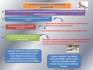 Hacia la mitad del 3 trimestre aparece de forma espontanea en el niño la tendencia a desplazarse hacia
adelante, hacia los objetivos.
El arrastre aparece por muy corto espacio de tiempo y no en todos
los niños.

El arrastre no es, por tanto, un indicador
del desarrollo.

Si se mantiene durante varias semanas, el niño tiene una
alteración de la coordinación central.
Es la tendencia locomotriz con respecto al desarrollo mental.

Un niño normal al final del 3 trimestre se pone a
gatear espontáneamente para alcanzar el
objetivo deseado.

se puede hablar de un gateo maduro
cuando en el movimiento de paso
hacia delante de la pierna ha
desaparecido ya el movimiento
asociado de flexión dorsal del tobillo.

Para poder considerar el gateo como indicador del desarrollo el
niño debe realizarlo para desplazarse de una habitación a otra,
de forma espontanea y por propio interés

El gateo inmaduro –con flexión
dorsal del tobillo- cuando el niño
está muy estimulado puede
mezclar el gateo con un salto (de
conejo).

 