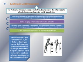 EL IMPULSO A LA VERTICALIZACIÓN

La Verticalización es un proceso instintivo. Es una acción del niño desde la
alegría. Pertenece al carácter motórico del niño.
El niño normal se pone en pie agarrándose con una mano hacia arriba, unos 30º por encima del
plano transversal del cuerpo en un movimiento dirigido desde el hombro.

El niño se apoya entonces sobre la rodilla contraria.
Con la otra pierna, la homolateral al brazo prensor, hace un movimiento de flexión, la adelante y
apoya la planta del pie, para descargar ahora su peso sobre el pie y apoyarse en esa pierna.

La otra pierna realiza entonces un movimiento de flexión.

La condición para que
esto se realice es, sin
duda, un despliegue
normal de la columna,
una movilidad normal
de los ejes de la cintura
escapular y pélvica y que
los hombros y caderas
se hayan constituido en
articulaciones esféricas.

 