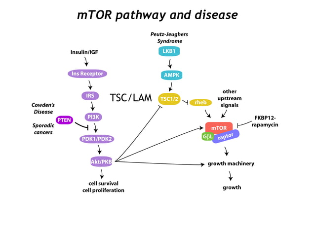 mTOR: growth regulator involved in disease | PPT | Endocrine and ...