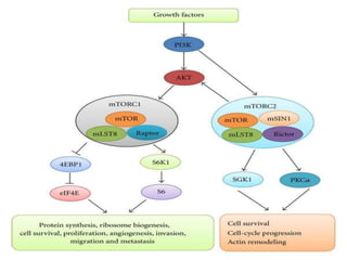 MTOR INHIBITORS IN RENAL TRNSPLANT | PPTX