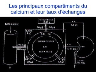 Les principaux compartiments du calcium et leur taux d’échanges 