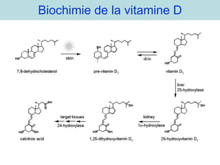 Biochimie de la vitamine D 