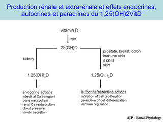 Production rénale et extrarénale et effets endocrines, autocrines et paracrines du 1,25(OH)2VitD 