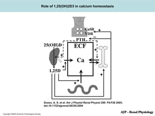 Copyright ©2005 American Physiological Society Dusso, A. S. et al. Am J Physiol Renal Physiol 289: F8-F28 2005; doi:10.1152/ajprenal.00336.2004 Role of 1,25(OH)2D3 in calcium homeostasis 