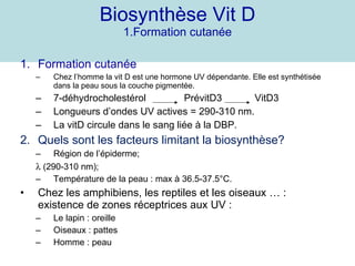 Biosynthèse Vit D 1.Formation cutanée Formation cutanée Chez l’homme la vit D est une hormone UV dépendante. Elle est synthétisée dans la peau sous la couche pigmentée. 7-déhydrocholestérol  PrévitD3  VitD3 Longueurs d’ondes UV actives = 290-310 nm. La vitD circule dans le sang liée à la DBP. Quels sont les facteurs limitant la biosynthèse? Région de l’épiderme;    (290-310 nm); Température de la peau : max à 36.5-37.5°C. Chez les amphibiens, les reptiles et les oiseaux … : existence de zones réceptrices aux UV : Le lapin : oreille Oiseaux : pattes Homme : peau 