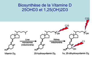 Biosynthèse de la Vitamine D 25OHD3 et 1,25(OH)2D3 C25 C25 C1 