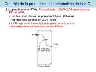 Contrôle de la production des métabolites de la vitD  2. La parathormone (PTH) :  Production de 1,25(OH)2D3 en fonction de PTH et AMPc - Sur des tubes rénaux de  poulet rachitique : (tableau) - Rat rachitique carencé en vitD : (figure) La PTH agit sur la transcription du gène codant pour la 1 α hydroxylase et sur le niveau de son ARNm 