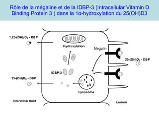 Rôle de la mégaline et de la IDBP-3 ( Intracellular Vitamin D Binding Protein 3 ) dans la 1 α - hydroxylation du 25(OH)D3 
