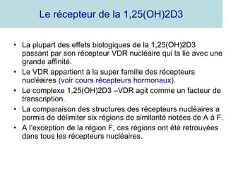 Le récepteur de la 1,25(OH)2D3 La plupart des effets biologiques de la 1,25(OH)2D3 passant par son récepteur VDR nucléaire qui la lie avec une grande affinité. Le VDR appartient à la super famille des récepteurs nucléaires  (voir cours récepteurs hormonaux). Le complexe 1,25(OH)2D3 –VDR agit comme un facteur de transcription. La comparaison des structures des récepteurs nucléaires a permis de délimiter six régions de similarité notées de A à F. A l’exception de la région F, ces régions ont été retrouvées dans tous les récepteurs nucléaires. 