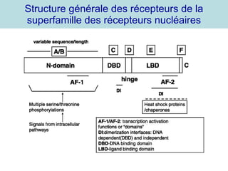 Structure générale des récepteurs de la superfamille des récepteurs nucléaires 