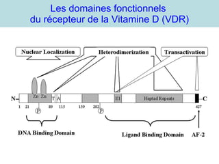 Les domaines fonctionnels  du récepteur de la Vitamine D (VDR) 