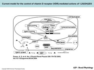 Copyright ©2005 American Physiological Society Dusso, A. S. et al. Am J Physiol Renal Physiol 289: F8-F28 2005; doi:10.1152/ajprenal.00336.2004 Current model for the control of vitamin D receptor (VDR)-mediated actions of 1,25(OH)2D3 