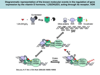 Copyright ©2004 The American Society for Nutrition DeLuca, H. F Am J Clin Nutr 2004;80:1689S-1696S Diagrammatic representation of the known molecular events in the regulation of gene expression by the vitamin D hormone, 1,25(OH)2D3, acting through its receptor, VDR 