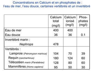 Concentrations en Calcium et en phosphates de : l’eau de mer, l’eau douce, certaines vertébrés et un invertébré   Calcium total (mg/l) Calcium ionisé (mg/l)  Phos-phates (mg/l) Eau de mer Eau douce 400 36 400 36 0.1 Invertébré marin : Nephrops 478 Vertébrés : Lamproie  ( Petromyzon marinus) Requin   (carcharhinus) Téléostéen  marin (Paralabrax) Mammifères  (Homo sapiens) 104 180 128 95 70 124 80 50 39 60 60 30 