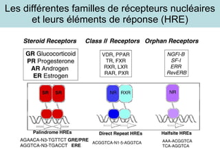 Les différentes familles de récepteurs nucléaires et leurs éléments de réponse (HRE) 