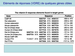 Eléments de réponses (VDRE) de quelques gènes cibles 