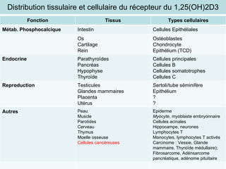Distribution tissulaire et cellulaire du récepteur du 1,25(OH)2D3 Fonction Tissus Types cellulaires Métab. Phosphocalcique Intestin Cellules Epithéliales Os Cartilage Rein Ostéoblastes Chondrocyte Epithélium (TCD) Endocrine Parathyroïdes Pancréas Hypophyse Thyroïde Cellules principales Cellules B Cellules somatotrophes Cellules C Reproduction Testicules Glandes mammaires Placenta Utérus Sertoli/tube séminifère Epithélium ? ? Autres Peau Muscle Parotides Cerveau Thymus Moelle osseuse Cellules cancéreuses Epiderme Myocyte , myoblaste embryonnaire Cellules acinales Hippocampe, neurones Lymphocytes T Monocytes, lymphocytes T activés Carcinome : Vessie, Glande mammaire, Thyroïde médullaire); Fibrosarcome, Adénsarcome pancréatique, adénome pituitaire 