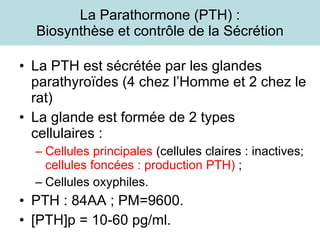 La Parathormone (PTH) : Biosynthèse et contrôle de la Sécrétion La PTH est sécrétée par les glandes parathyroïdes (4 chez l’Homme et 2 chez le rat) La glande est formée de 2 types cellulaires : Cellules principales  (cellules claires : inactives;  cellules foncées : production PTH)  ; Cellules oxyphiles.  PTH : 84AA ; PM=9600. [PTH]p = 10-60 pg/ml. 