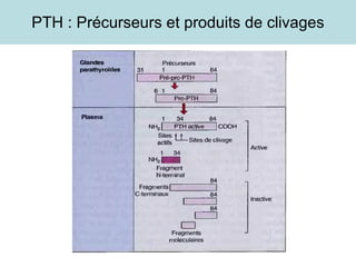 PTH : Précurseurs et produits de clivages 