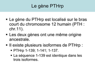 Le gène PTHrp Le gène du PTHrp est localisé sur le bras court du chromosome 12 humain (PTH : chr.11). Les deux gènes ont une même origine ancestrale. Il existe plusieurs isoformes de PTHrp : PTHrp 1-139; 1-141; 1-137. La séquence 1-139 est identique dans les trois isoformes. 