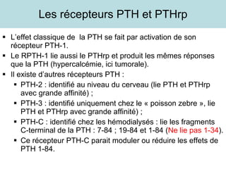 Les récepteurs PTH et PTHrp L’effet classique de  la PTH se fait par activation de son récepteur PTH-1. Le RPTH-1 lie aussi le PTHrp et produit les mêmes réponses que la PTH (hypercalcémie, ici tumorale). Il existe d’autres récepteurs PTH :  PTH-2 : identifié au niveau du cerveau (lie PTH et PTHrp avec grande affinité) ; PTH-3 : identifié uniquement chez le « poisson zebre », lie PTH et PTHrp avec grande affinité) ; PTH-C : identifié chez les hémodialysés : lie les fragments C-terminal de la PTH : 7-84 ; 19-84 et 1-84 ( Ne lie pas 1-34 ). Ce récepteur PTH-C parait moduler ou réduire les effets de PTH 1-84.  