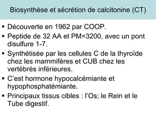 Biosynthèse et sécrétion de calcitonine (CT) Découverte en 1962 par COOP. Peptide de 32 AA et PM=3200, avec un pont disulfure 1-7. Synthétisée par les cellules C de la thyroïde chez les mammifères et CUB chez les vertébrés inférieures. C’est hormone hypocalcémiante et hypophosphatémiante. Principaux tissus cibles : l’Os; le Rein et le Tube digestif.  