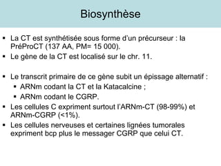 Biosynthèse La CT est synthétisée sous forme d’un précurseur : la PréProCT (137 AA, PM= 15 000). Le gène de la CT est localisé sur le chr. 11. Le transcrit primaire de ce gène subit un épissage alternatif : ARNm codant la CT et la Katacalcine ; ARNm codant le CGRP. Les cellules C expriment surtout l’ARNm-CT (98-99%) et ARNm-CGRP (<1%). Les cellules nerveuses et certaines lignées tumorales expriment bcp plus le messager CGRP que celui CT. 