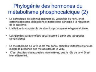 Phylogénie des hormones du métabolisme phosphocalcique (2) Le corpuscule de stannius (glandes au voisinage du rein), chez certains poissons téléostéens et holostéens participe à la régulation de la calcémie. L’ablation du corpuscule de stannius provoque une hypercalcémie. Les glandes parathyroïdes apparaissent à partir des tetrapodes (amphibiens) Le métabolisme de la vit D est mal connu chez les vertébrés inférieurs malgré la présence des métabolites de la vit D. C’est chez les oiseaux et les mammifères, que le rôle de la vit D est bien déterminé. 