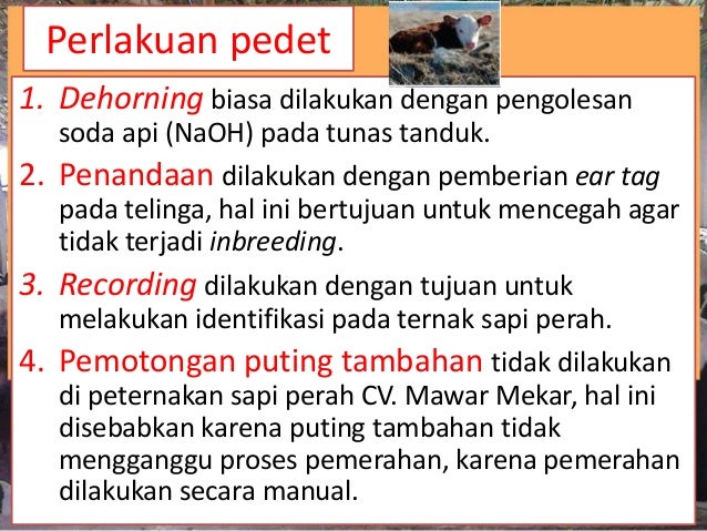 Manajemen Ternak Perah di CV Mawar Mekar Farm