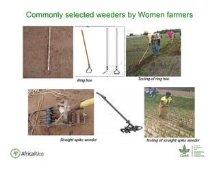 Commonly selected weeders by Women farmers
Ring hoe Testing of ring hoe
Straight-spike weeder Testing of straight-spike weeder
 