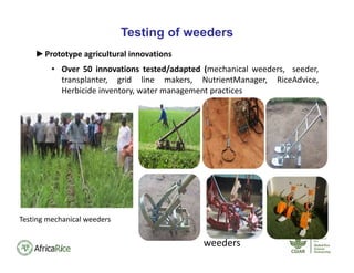 Testing of weeders
►Prototype agricultural innovations
• Over 50 innovations tested/adapted (mechanical weeders, seeder,
transplanter, grid line makers, NutrientManager, RiceAdvice,
Herbicide inventory, water management practices
Testing mechanical weeders
weeders
 