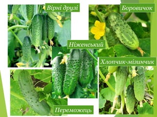 Селекція рослин. Огірки.