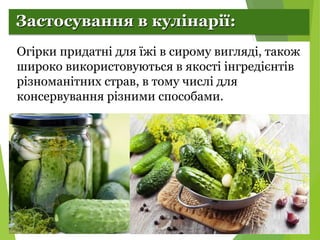 Селекція рослин. Огірки.