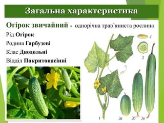 Селекція рослин. Огірки.