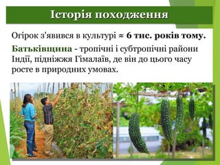 Селекція рослин. Огірки.