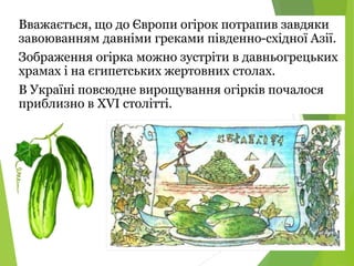 Селекція рослин. Огірки.
