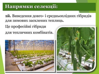 Селекція рослин. Огірки.