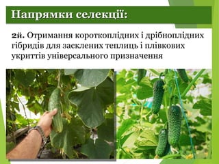 Селекція рослин. Огірки.