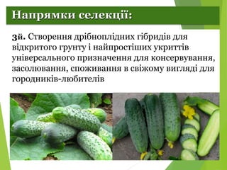 Селекція рослин. Огірки.