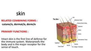medical terminology by Yosra Raziani | PPT