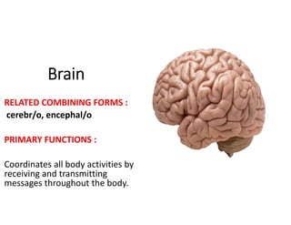 medical terminology by Yosra Raziani | PDF